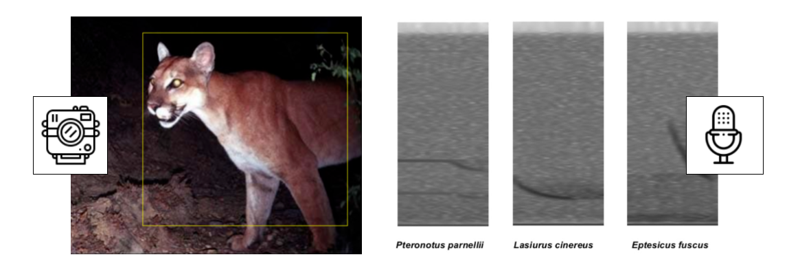 \ Deep learning has achieved good results identifying fauna in digital media.
